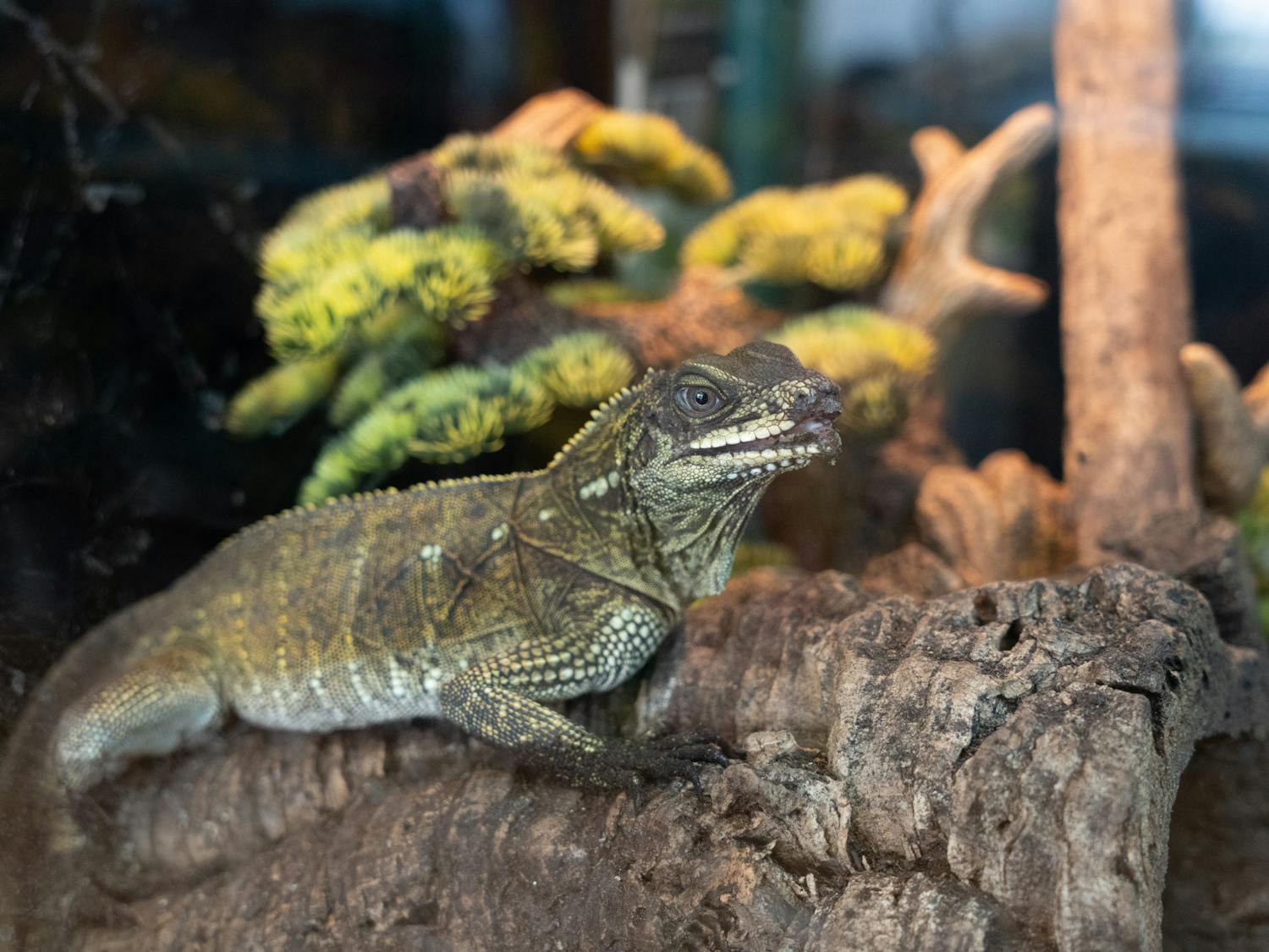A reptile sits on decor in a terrarium at Florida Man Reptiles on Thursday, July 18, 2024.