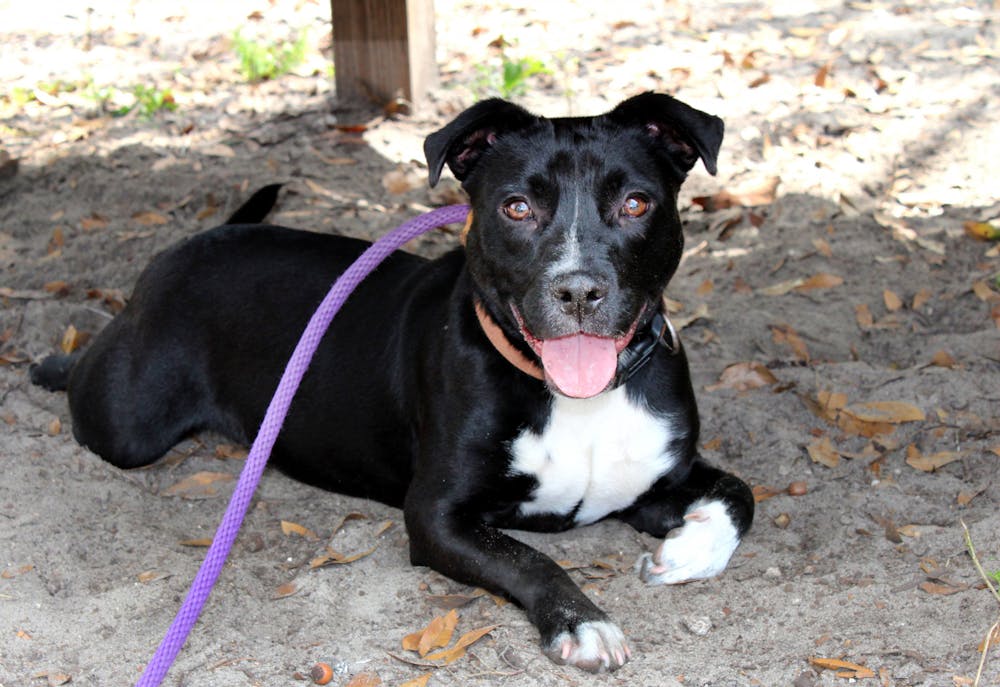 Oreo, a pitbull up for adoption at the Humane Society of North Central Florida, lies in the shade outside a play pen on Friday, March 18.
