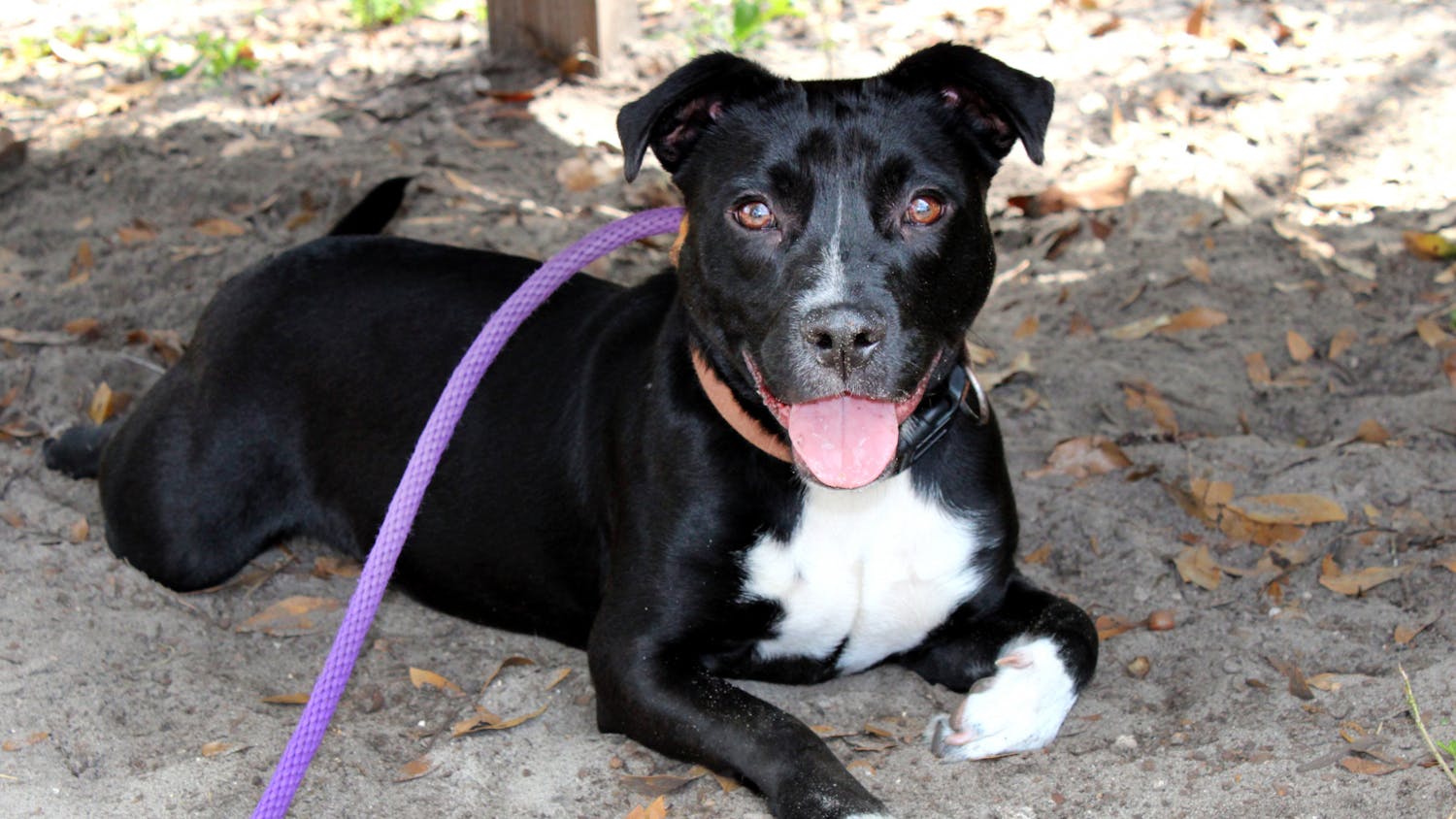 Oreo, a pitbull up for adoption at the Humane Society of North Central Florida, lies in the shade outside a play pen on Friday, March 18.