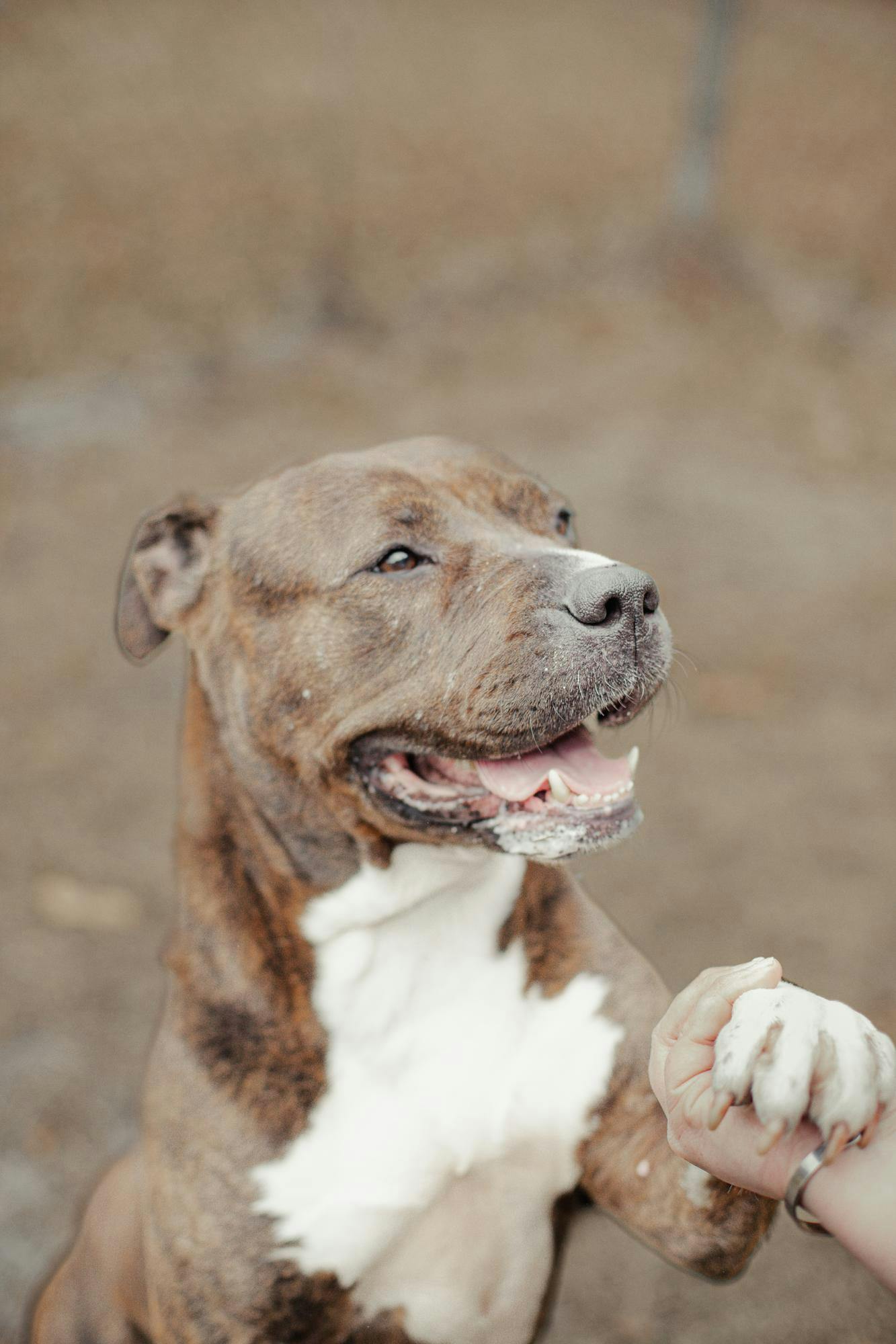 Lilly the foster dog poses for an adoption photo.