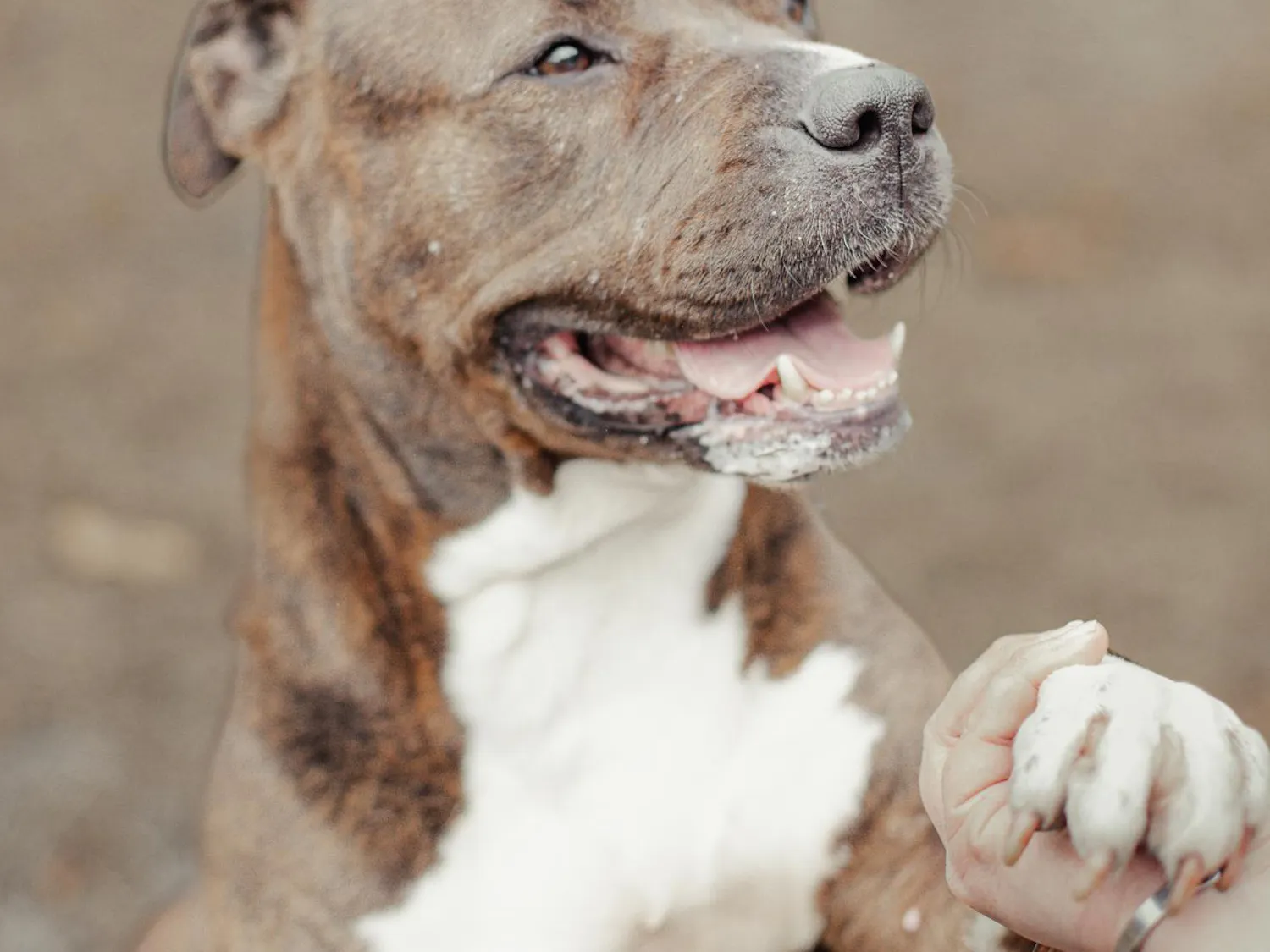 Lilly the foster dog poses for an adoption photo.
