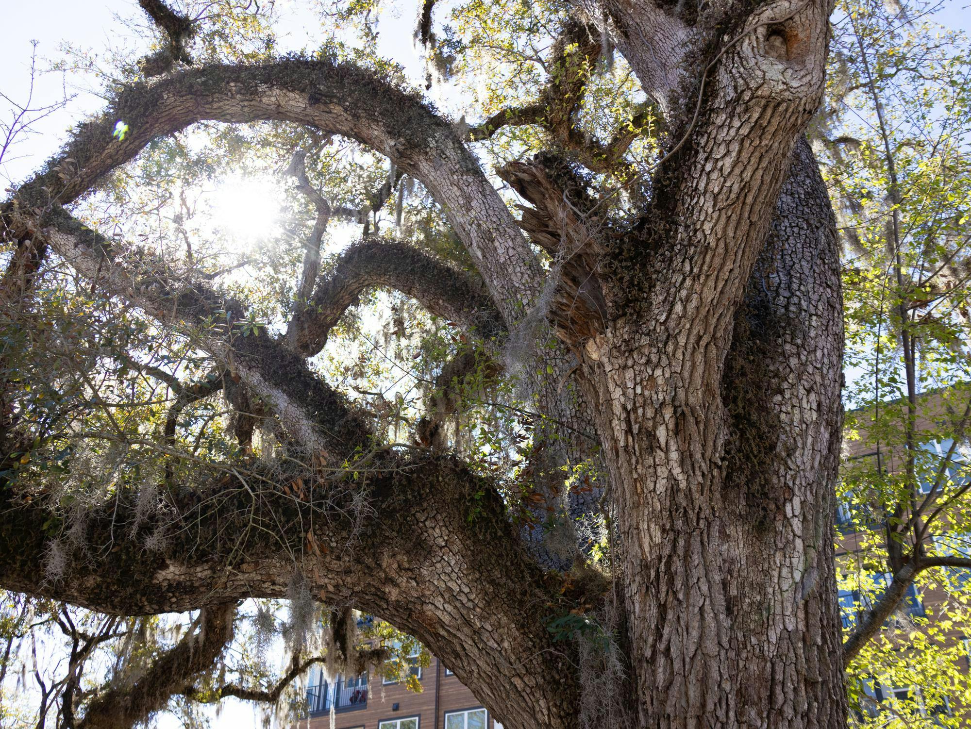 A 200 year-old Oak Tree stands on the corner of NW 12th Street and NW 5th Avenue in Gainesville, FL pictured on Tuesday, February 24th, 2026.