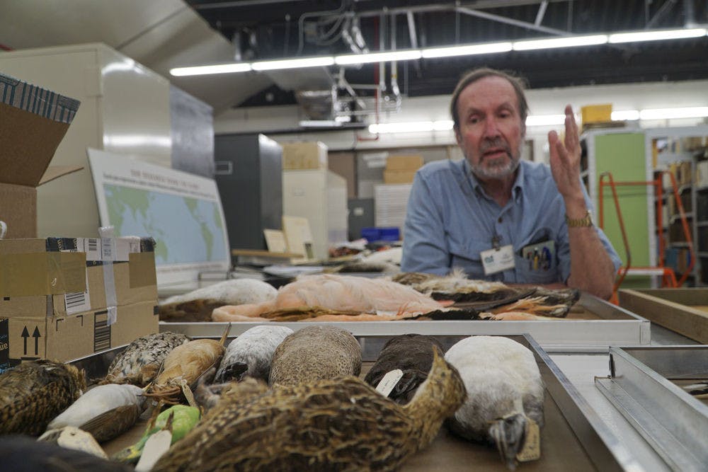 <p>Tom Webber, the collections manager of bird specimens, shows off a variety of bird skins while discussing the museum’s methods for cataloging and collecting thousands of bird species on Oct. 23, 2015, at the Florida Museum of Natural History.</p>