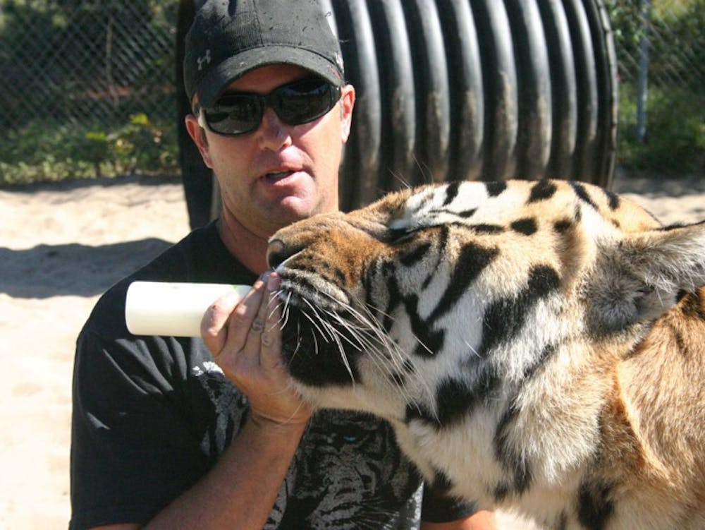 <p>Carl Bovard feeds 2-year-old Siberian tiger Sampson at Single Vision, a cat and endangered species educational facility in Melrose.</p>