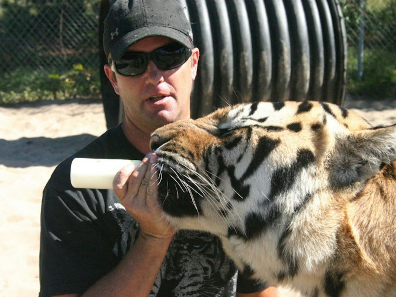 Carl Bovard feeds 2-year-old Siberian tiger Sampson at Single Vision, a cat and endangered species educational facility in Melrose.