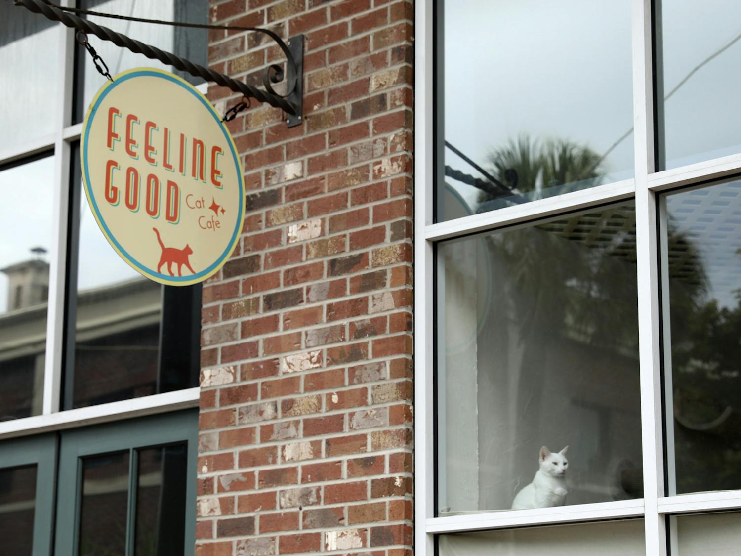 A white cat sits at the window of the Feeline Good Cat Café on Sunday, July 4, 2021. At the café, visitors can pet cats while enjoying beverages.