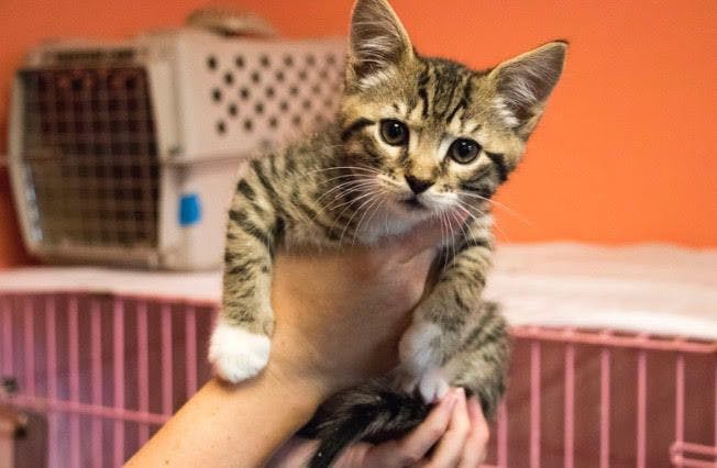 Sarah MacLennan holds one of the adoptable kittens in the Humane Society of North Central Florida's kitten room.
