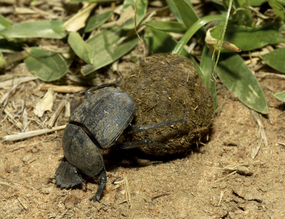 There are more than 7,000 species of dung beetles and they're found on every continent except Antarctica. Roller beetles, like the one pictured here, push large balls of dung across the savannah and bury them.