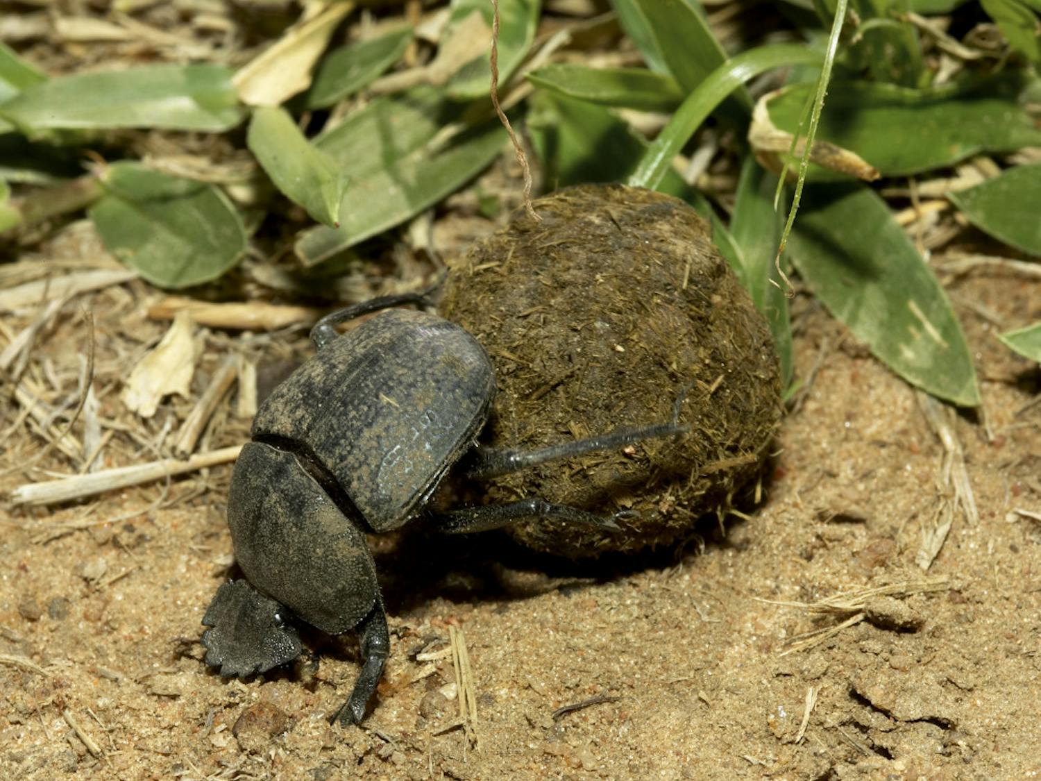 There are more than 7,000 species of dung beetles and they're found on every continent except Antarctica. Roller beetles, like the one pictured here, push large balls of dung across the savannah and bury them.