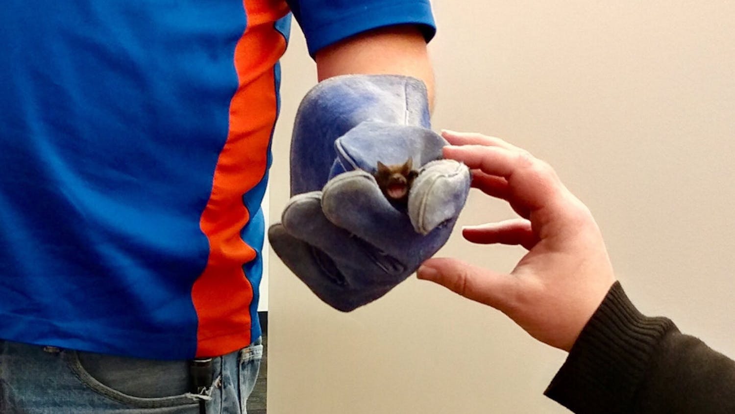 Libatty West, a furry brown bat the size of an egg, was safely removed Wednesday morning when he was found sleeping in Library West. Libatty's origins are unknown.