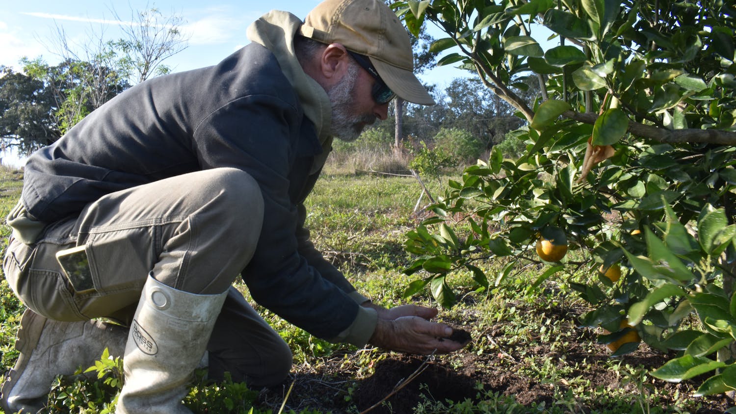 John Bitter, 41, a farmer at Frog Song Organics, examines a tangerine rootstock from his orchard at Hawthorne, Fla., on Friday, Jan. 5, 2024.