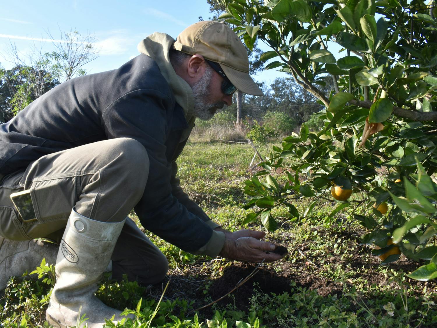 John Bitter, 41, a farmer at Frog Song Organics, examines a tangerine rootstock from his orchard at Hawthorne, Fla., on Friday, Jan. 5, 2024.