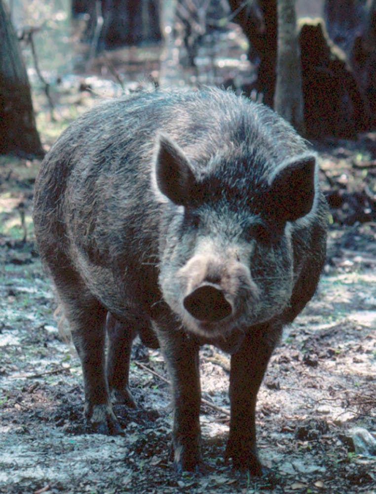 A Florida Fish and Wildlife photo shows a feral hog, one of more than half a million in the state of Florida. 