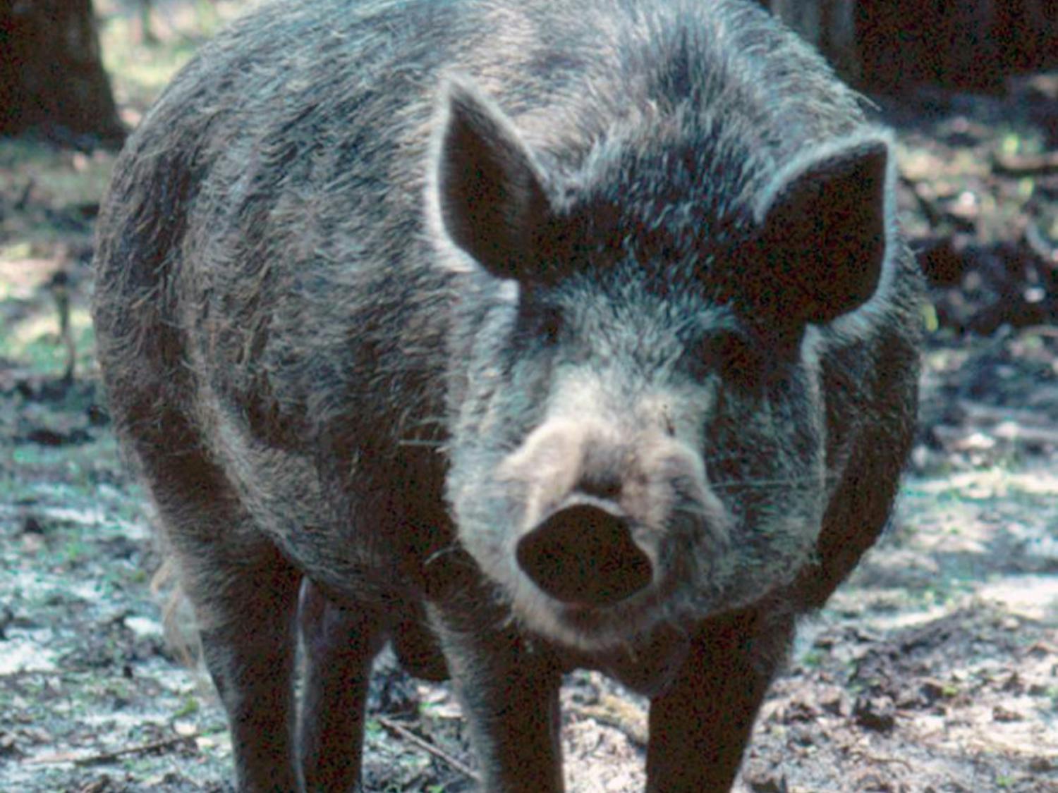 A Florida Fish and Wildlife photo shows a feral hog, one of more than half a million in the state of Florida. 