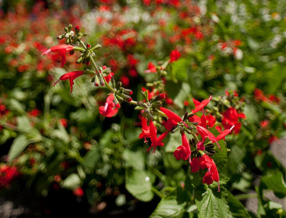 The Florida Museum resumed its fall plant sale on Sept. 19, 2025, after a three-year hiatus.