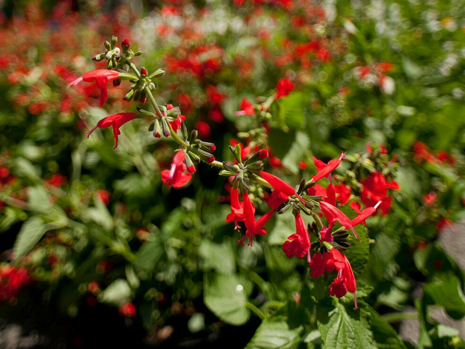The Florida Museum resumed its fall plant sale on Sept. 19, 2025, after a three-year hiatus.