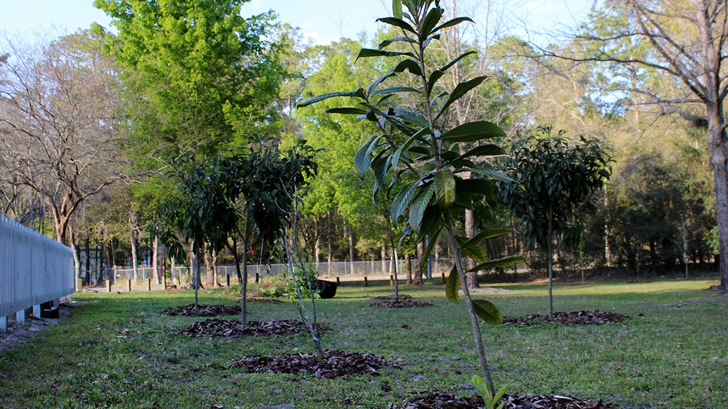 A Loquat, or Japanese Plum, tree sits next to the community garden and other newly-planted fruit trees at Fred Cone Park on Tuesday, March 9, 2021. The trees were planted in the park as a part of the city of Gainesville’s Edible Groves project.