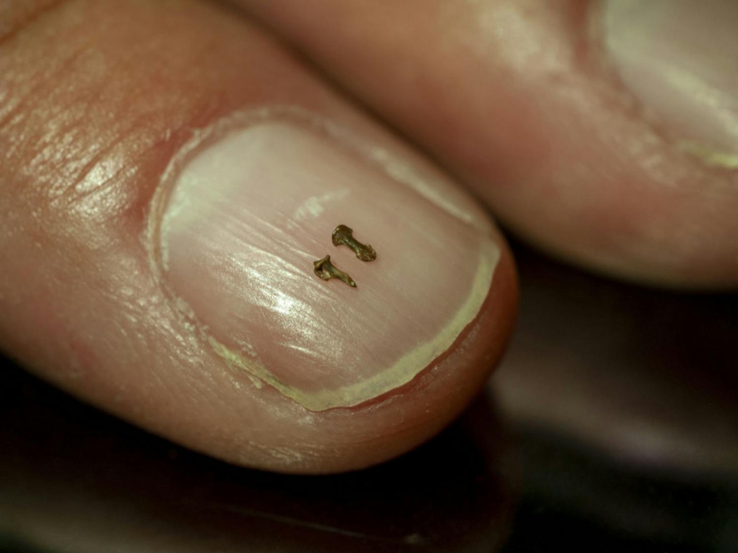 These tiny fossils belonged to Teilhardina brandti, an ancient, mouse-sized primate. The bone on the left once supported a grooming claw, and the bone to its right undergirded a nail.