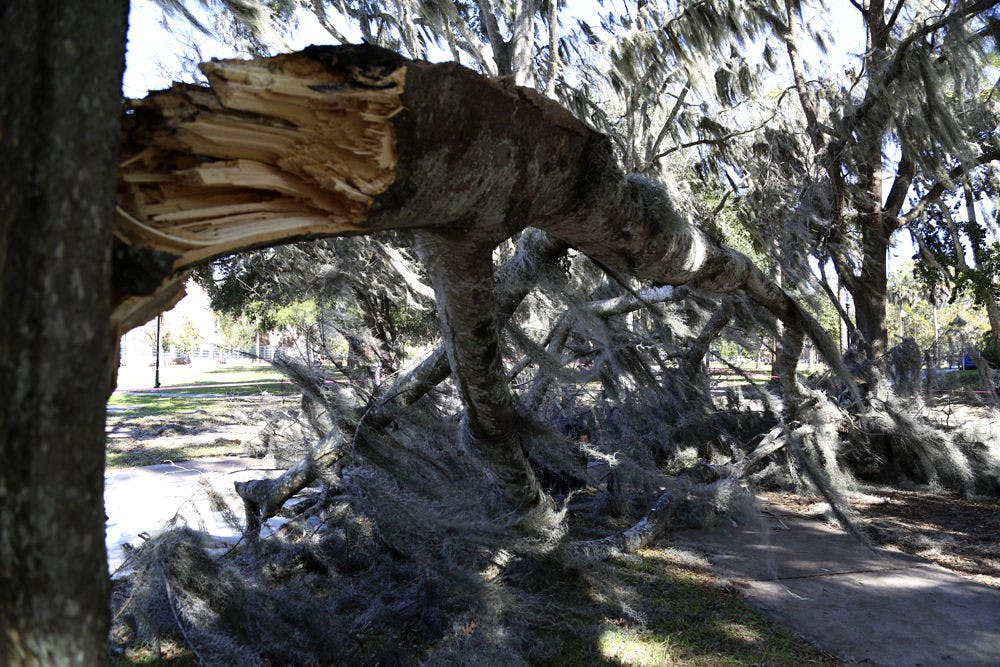 <p>The branch from a hackberry tree outside McCarty Hall snapped Tuesday morning. The roughly 20-foot long, 4,000-pound limb nearly injured a man as it fell, but it only brushed him, knocking him to the ground said UF economics junior Amanda Dempsey.</p>