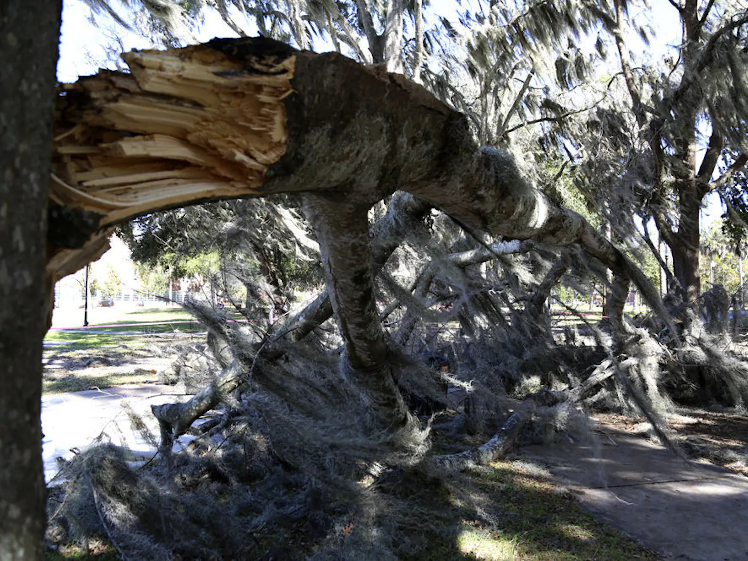 The branch from a hackberry tree outside McCarty Hall snapped Tuesday morning. The roughly 20-foot long, 4,000-pound limb nearly injured a man as it fell, but it only brushed him, knocking him to the ground said UF economics junior Amanda Dempsey.