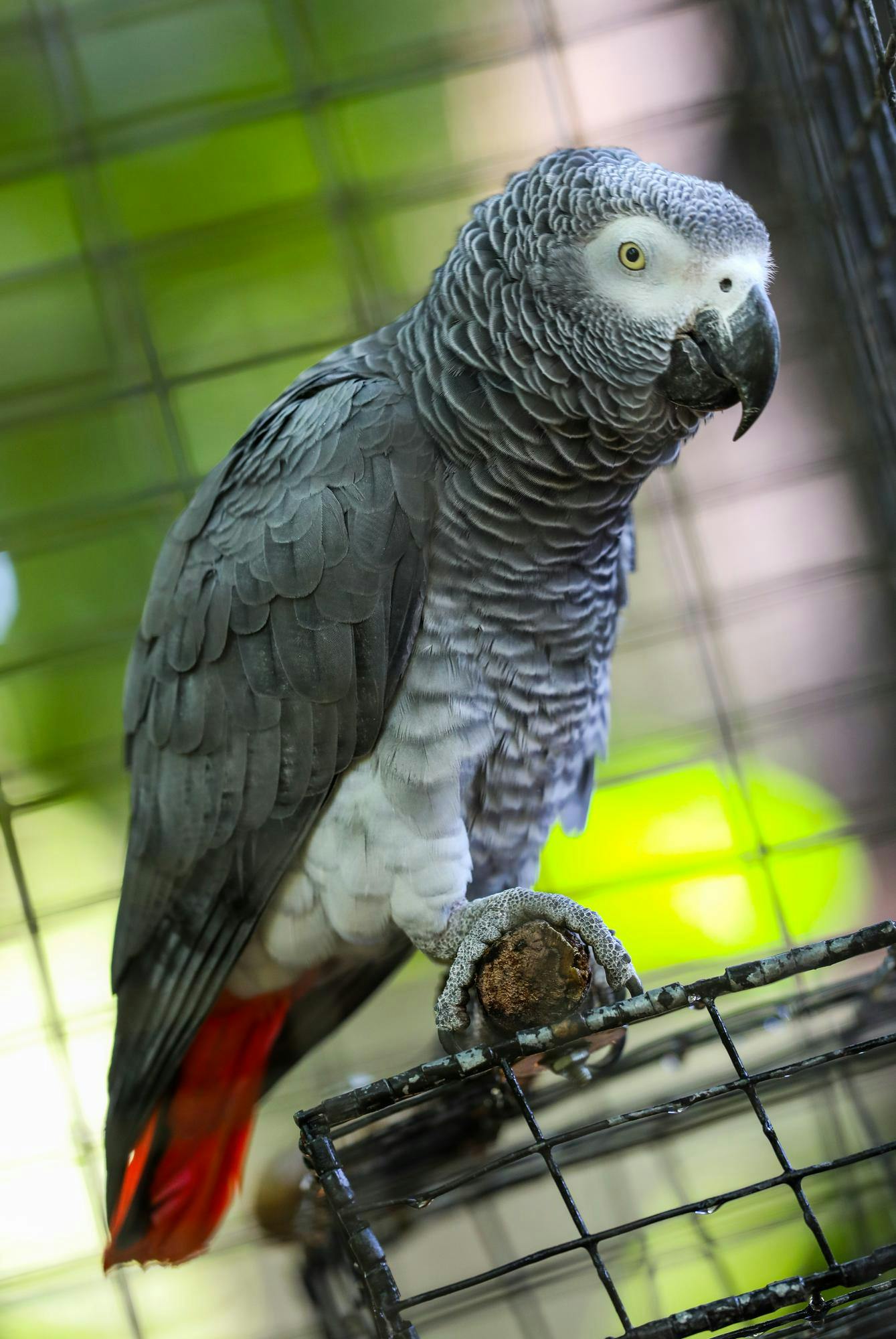 An African grey parrot at the Santa Fe College Teaching Zoo on Tuesday, May 1, 2018 in Gainesville, Florida.  (Photo by Matt Stamey/Santa Fe College)
