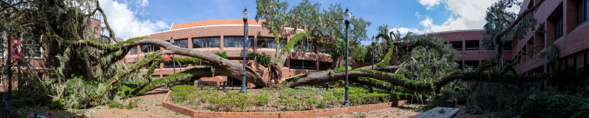 Norman Hall Tree Pano