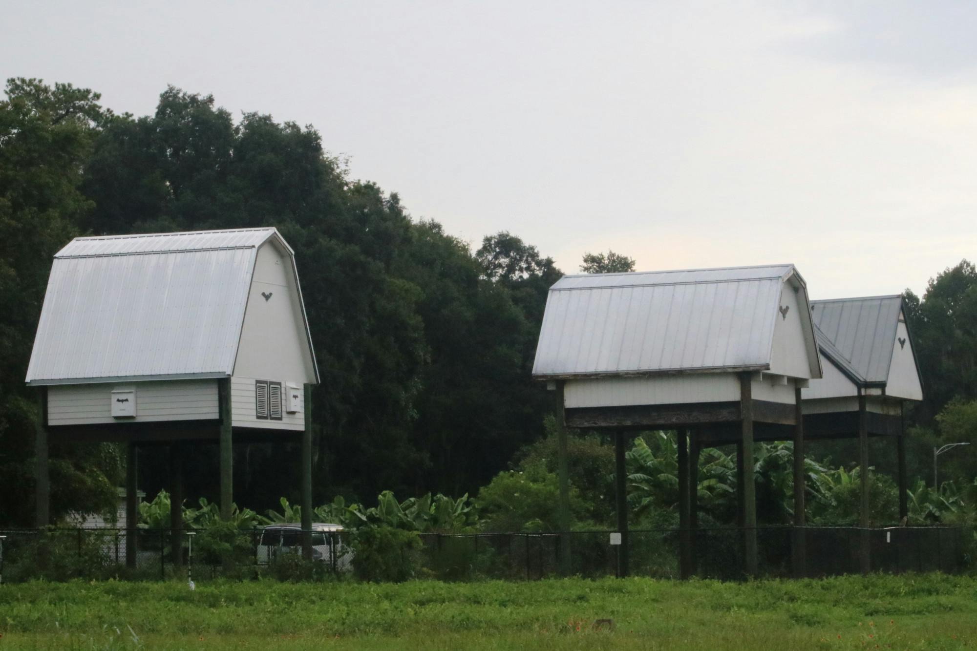  The bat houses at UF Thursday, Aug. 25, 2022. UF is moving the bats from a house that is collapsing to a newer one. 