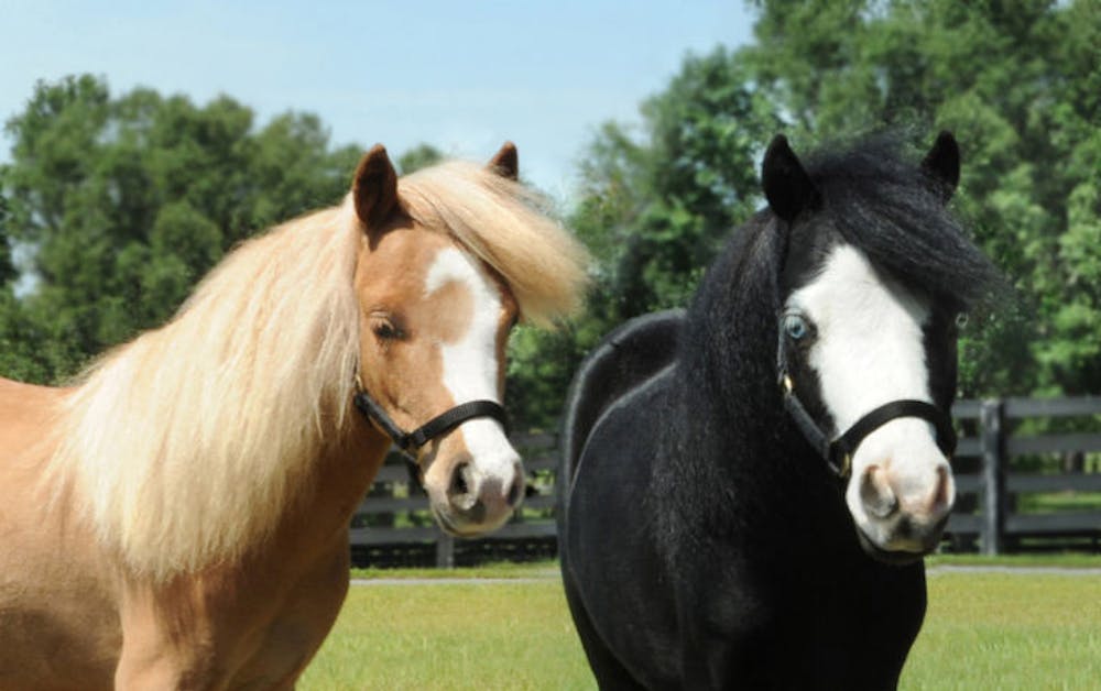 <p class="p1"><span class="s1">Hamlet, left, and Magic have been honored as Breyer model horses for 2014. Both horses work at UF Health Shands Rehab Hospital. They appeared at the UF College of Veterinary Medicine Open House on Saturday.</span></p>