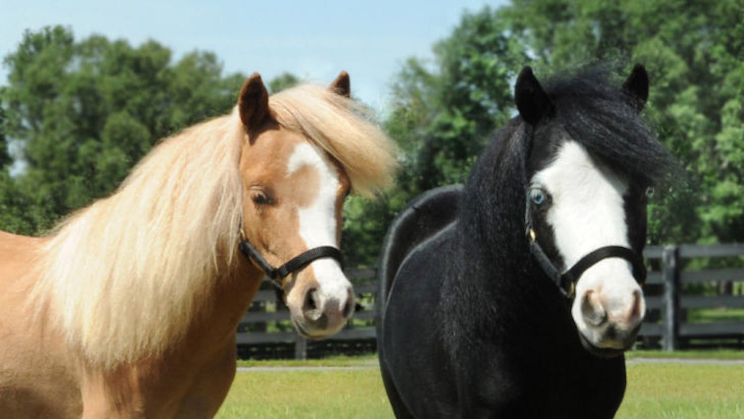 Hamlet, left, and Magic have been honored as Breyer model horses for 2014. Both horses work at UF Health Shands Rehab Hospital. They appeared at the UF College of Veterinary Medicine Open House on Saturday.