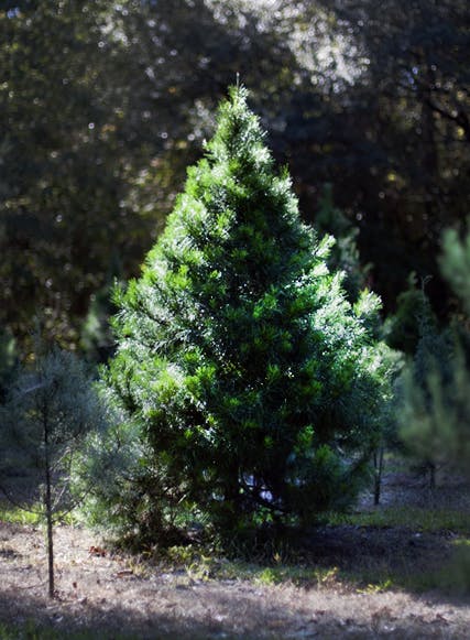 The U.S. Department of Agriculture decided it would delay implementing a 15-cent fee on fresh Christmas trees sold on farms that sell more than 500 trees a year.