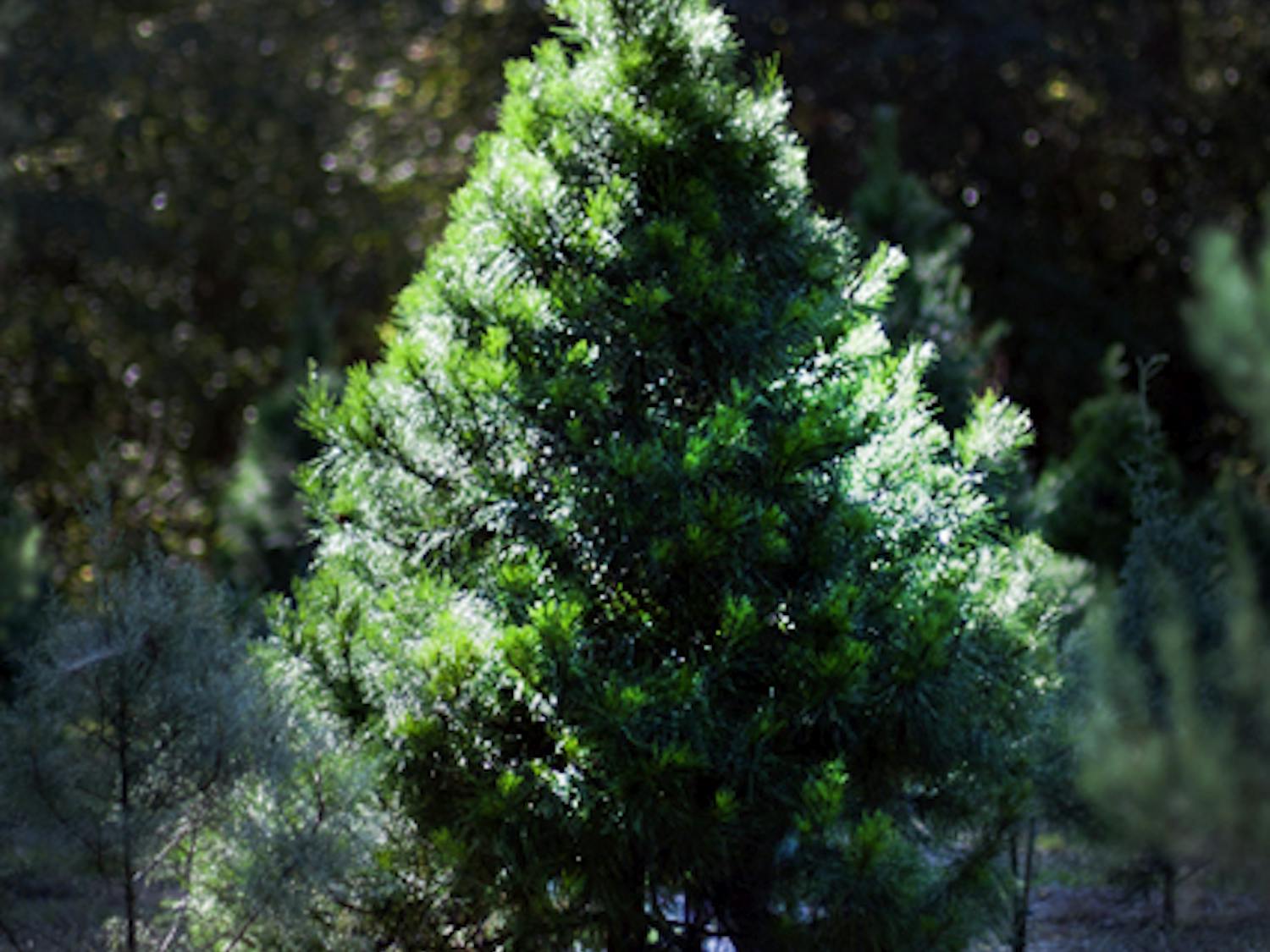 The U.S. Department of Agriculture decided it would delay implementing a 15-cent fee on fresh Christmas trees sold on farms that sell more than 500 trees a year.