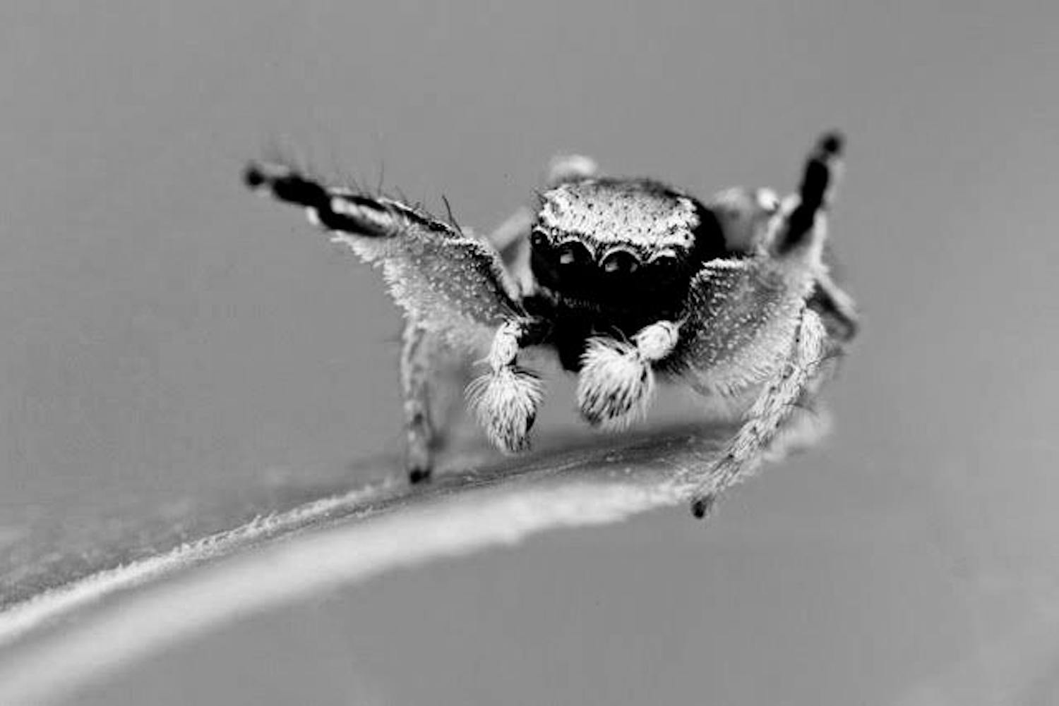 A micro-CT image of a scanned jumping spider, called Anasaitis canosa.&nbsp;
&nbsp;
