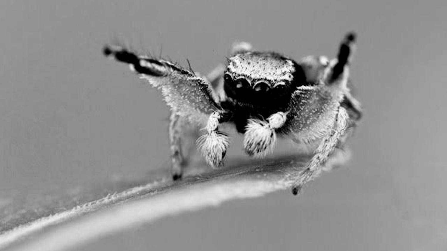 A micro-CT image of a scanned jumping spider, called Anasaitis canosa.&nbsp;
&nbsp;