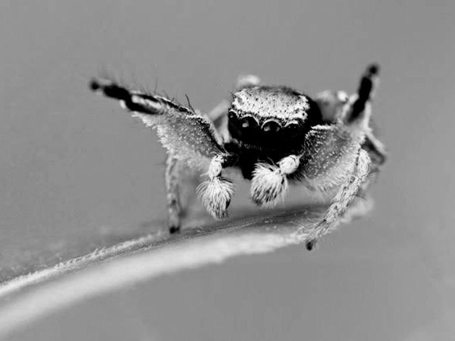 A micro-CT image of a scanned jumping spider, called Anasaitis canosa.
