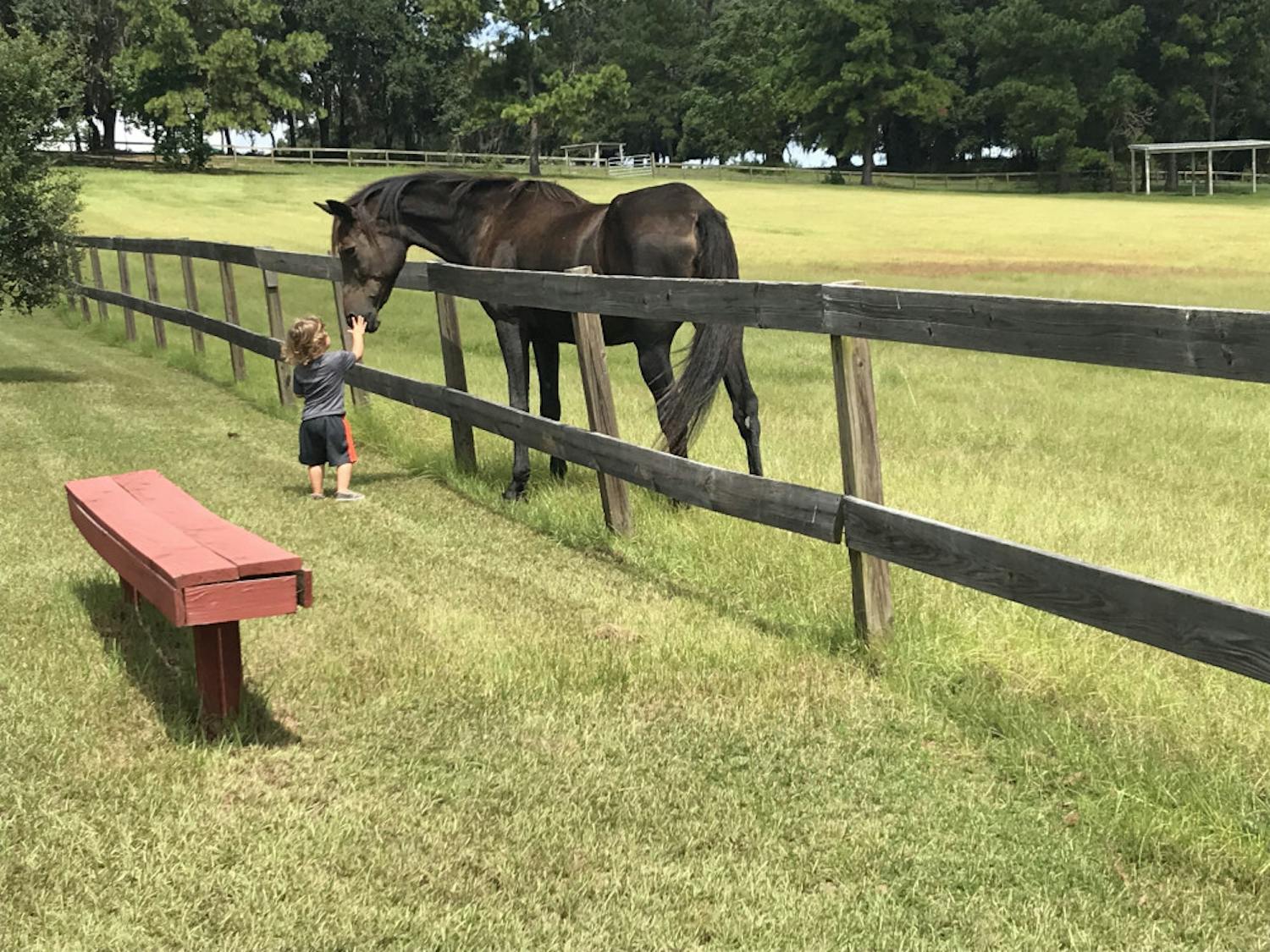 A young boy, Liam, and a horse become friendly, as he pets the horse’s nose. Liam’s family, meanwhile, has the attention of another horse nearby.