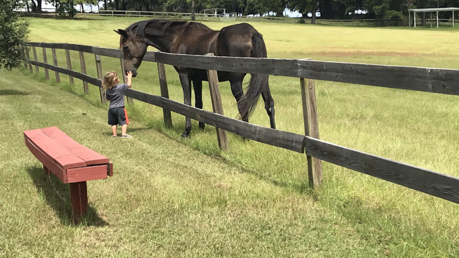 A young boy, Liam, and a horse become friendly, as he pets the horse’s nose. Liam’s family, meanwhile, has the attention of another horse nearby.