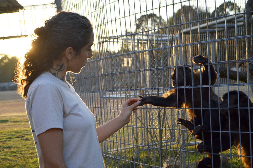 Veronika Blanco, a caretaker at Jungle Friends Primate Sanctuary, feeds peanuts to her Brown-Faced Capuchin Monkeys for their afternoon treats. Most of the monkeys Blanco cares for come from medical testing centers and live out the rest of their lives with other Capuchins at Jungle Friends.