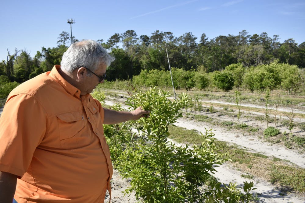 José Chaparro, an associate horticultural sciences professor who’s been breeding fruit varieties at UF since 2004, checks on a citrus plant variety bred with genes to make it more freeze-resistant.