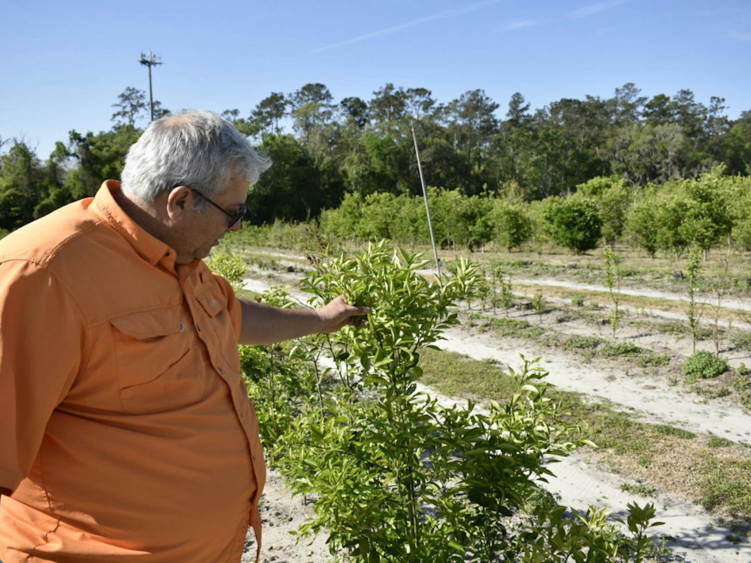 José Chaparro, an associate horticultural sciences professor who’s been breeding fruit varieties at UF since 2004, checks on a citrus plant variety bred with genes to make it more freeze-resistant.