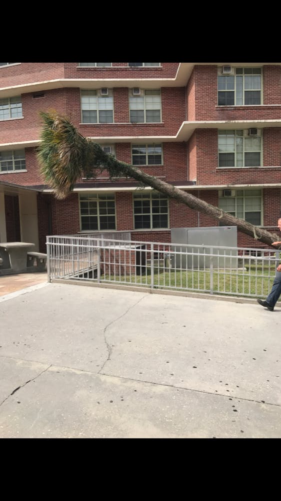 A fallen palm tree leans over a fence at Broward Hall. The strong winds from Hurricane Irma knocked over several trees at the University of Florida. -Photo by Emily Kubashky