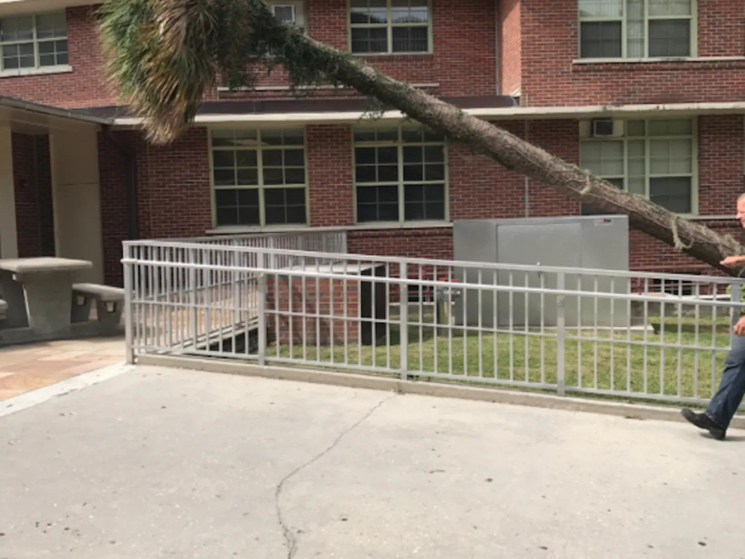 A fallen palm tree leans over a fence at Broward Hall. The strong winds from Hurricane Irma knocked over several trees at the University of Florida. -Photo by Emily Kubashky