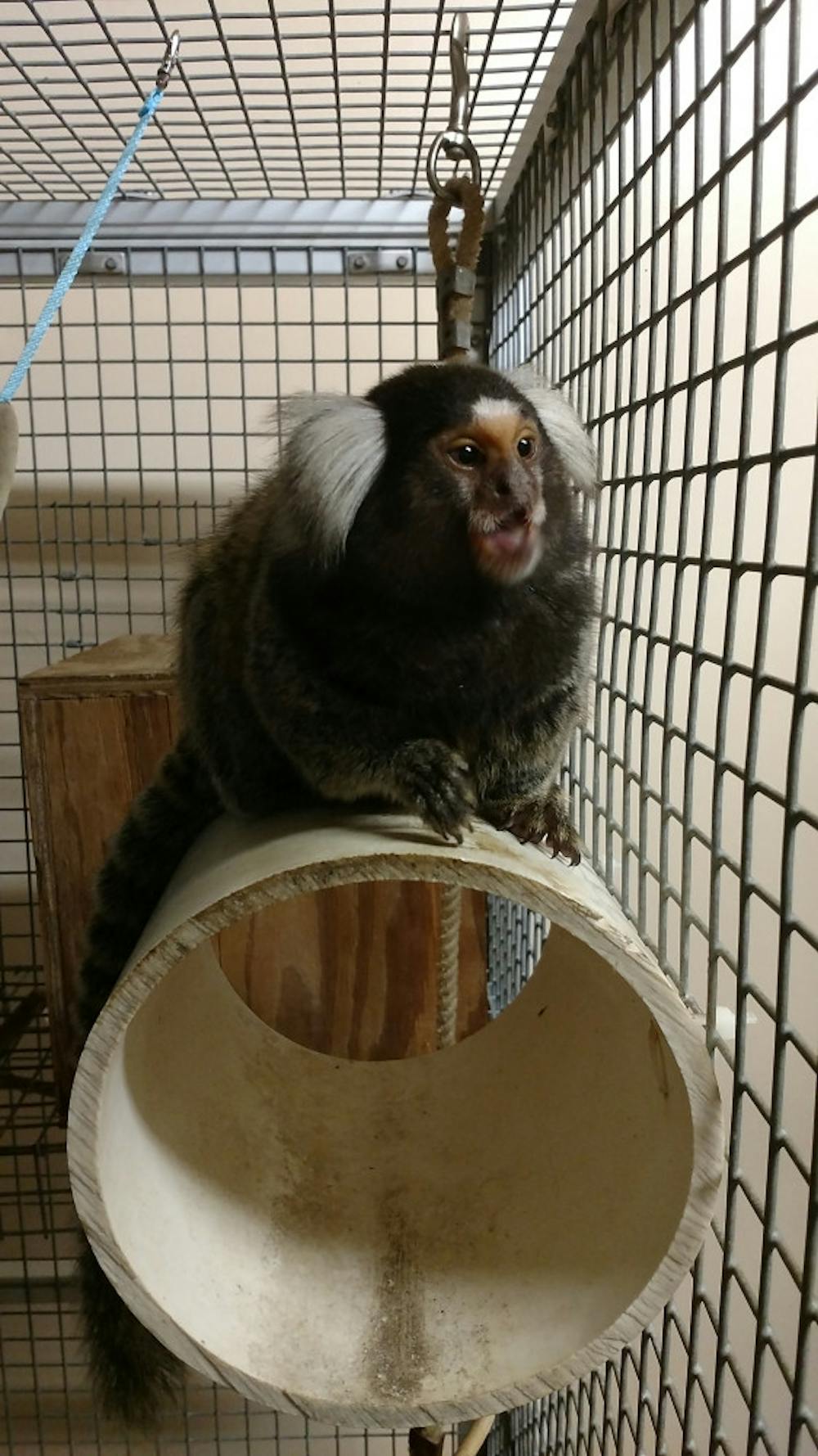 <p><span>Leiah, 4, arrived at her new home at the Jungle Friends Primate Sanctuary in Gainesville on </span><span><span><span><span>Saturday</span></span></span></span><span>. Common marmosets in captivity usually live to be about 11 or 12 years old.</span></p>