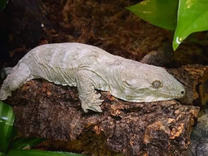 Photo of the missing Leachianus “Leachie” gecko. [Photo courtesy of Mike Southwick]