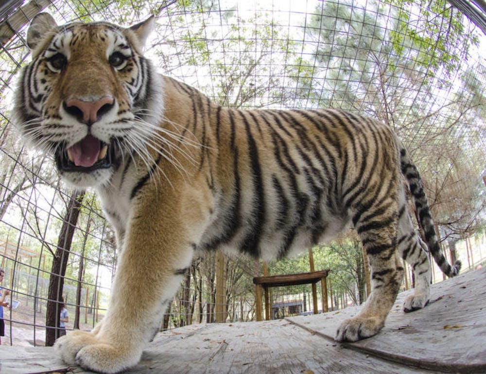 <p>A curious tiger looks at the camera in the Carson Springs Wildlife Conservation Foundation last year. Select zoos have asked patrons to avoid wearing animal prints as they may confuse the animals.</p>