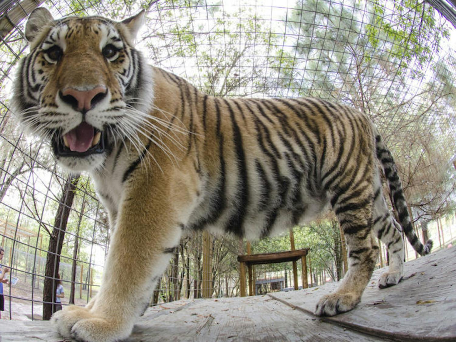 A curious tiger looks at the camera in the Carson Springs Wildlife Conservation Foundation last year. Select zoos have asked patrons to avoid wearing animal prints as they may confuse the animals.