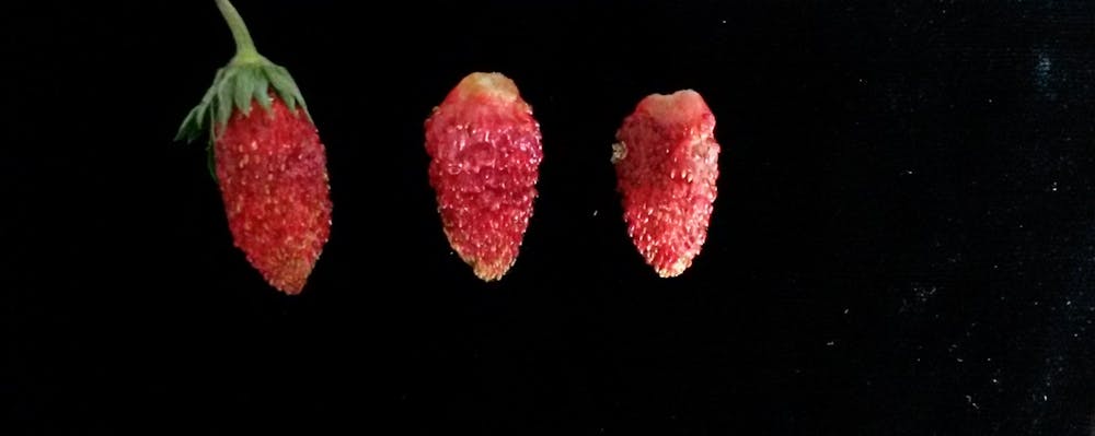 <p>Alpine strawberries are tiny, soft and tasty. A UF researcher discovered a species that can grow in South Florida.</p>