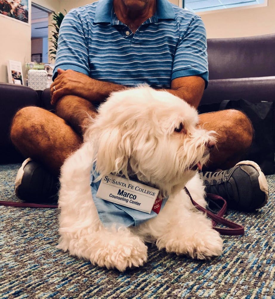 Marco is a “Paws &amp; Relax” therapy dog at Santa Fe College who comes every Tuesday from 2 p.m. to 3 p.m.