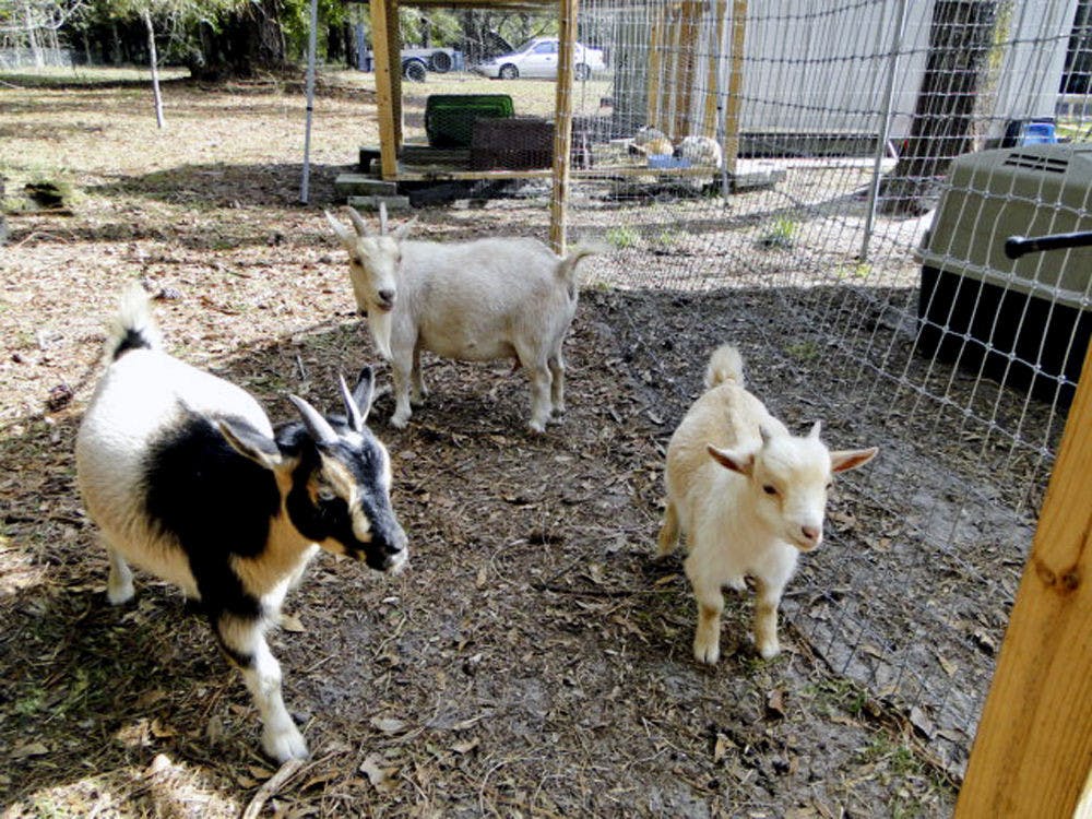 From right: Salt the goat enjoys the day alongside Hobbit, his mother, and Mittens, his half-sibling.