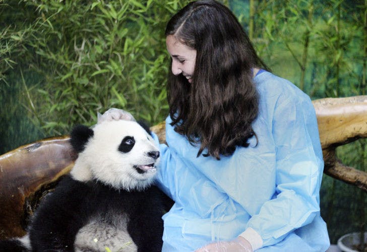 Erica Drayer, a 19-year-old UF cultural anthropology sophomore, pets Xixi, a giant panda in May 2014 at the Chengdu Research Base of Giant Pandas Breeding in Chengdu, China. Drayer is one of 28 UF students studying abroad in Chengdu for a six-week Chinese language program.
&nbsp;