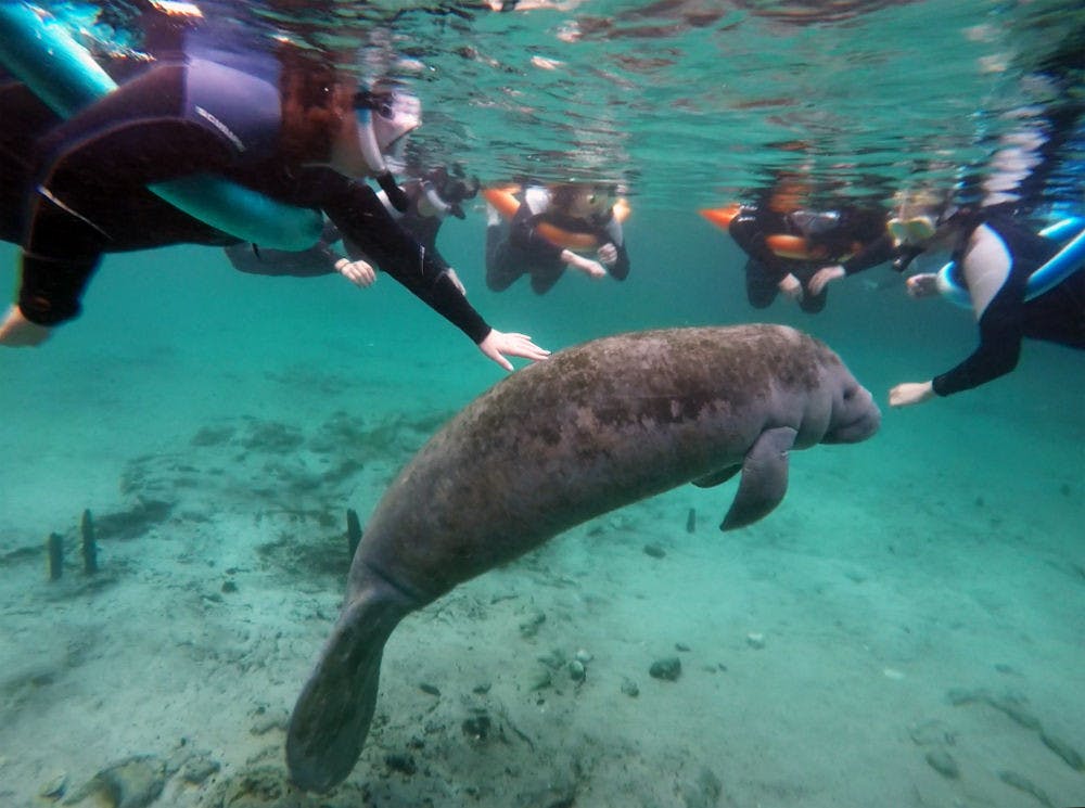 <p>A group of UF students from Dr. Steven Johnson’s Wildlife of Florida class pet a manatee at Three Sisters Springs on Crystal River on Jan 23. Students learned first-hand that some manatees approach humans in order to be scratched and rubbed.</p>